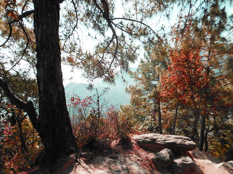 File:Pinus roxburghii in Sindhuli Nepal.JPG