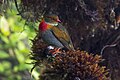 "Pipreola_whitelyi_-_Red-banded_Fruiteater_(male);_Mount_Roraima,_Venezuela.jpg" by User:Hector Bottai