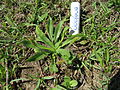 Plantago myosuros plant4 (15109527480).jpg