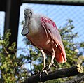 Roseate Spoonbill (Platalea ajaja)