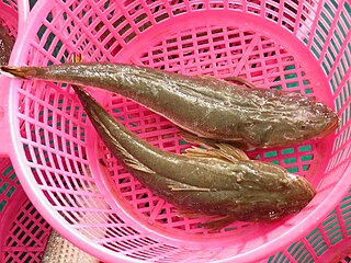 Bartail flathead