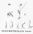 (Detail) Pleurothallis tenera plate 86, fig. I in: Alfred Cogniaux: Flora Brasiliensis vol. 3 pt. 4 (1893-1896)