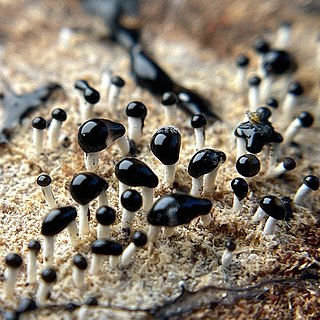 <i>Pleurotus cystidiosus</i> Species of fungus