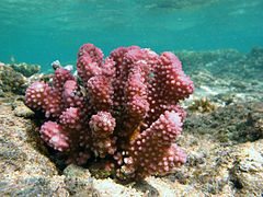 Corail framboise (Pocillopora verrucosa)