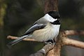 Black-capped Chickadee Mésange à tête noire