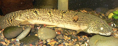 Polypterus weekii 4.jpg