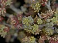 Pomaderris apetala flowers and stamens.jpg