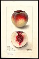 Şeftali ('Berry' çeşit) – suluboya, 1895