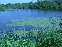 Ponds along Attikamek Trail at Sault Ste. Marie Canal Ponds along Attikamek Trail at Sault Ste. Marie Canal NHS.JPG