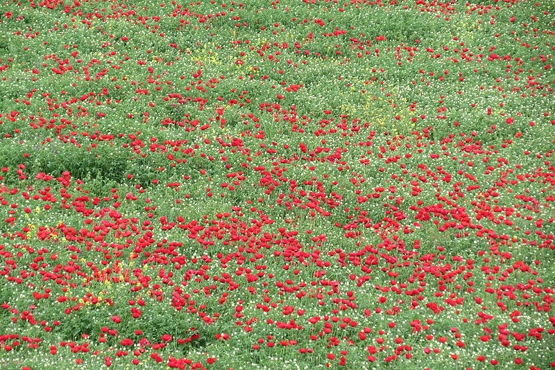 File:Poppies in Kfar Nin, Israel 21.jpg