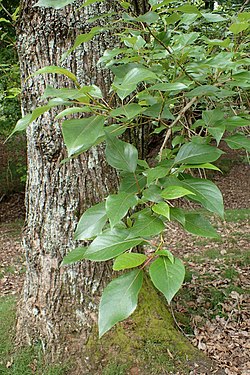 Populus yunnanensis kz1.jpg