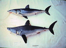 Comparison between a shortfin mako shark (Isurus oxyrhinchus) above, and porbeagle (Lamna nasus) below Porbeagle mako comparison.jpg