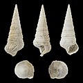 * Nomination Shell of a fossil mudwhelk, Potamides cordieri --Llez 07:23, 23 August 2022 (UTC) * Promotion  Support Good quality. --George Chernilevsky 07:59, 23 August 2022 (UTC)