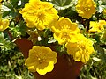 Potentilla aurea