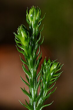 Clubmoss (Lycopodiaceae)