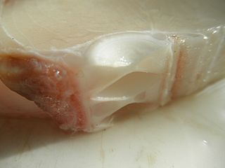 Shark cartilage