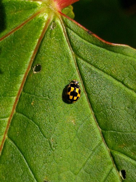 File:Propylea quatuordecimpunctata 132546008.jpg