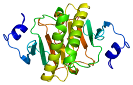 Protéine HINT1 PDB 1av5.png