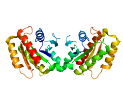 Ақуыз LRRK2 PDB 2ZEJ.png