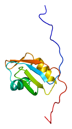 Протеин RDBP PDB 1x5p.png
