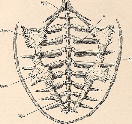 Protosphargis veronensis carapace, ventral view