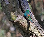 Psephotus haematonotus -Crestwood Reserve, Baulkham Hills, Sydney, Australia -pair-8.jpg