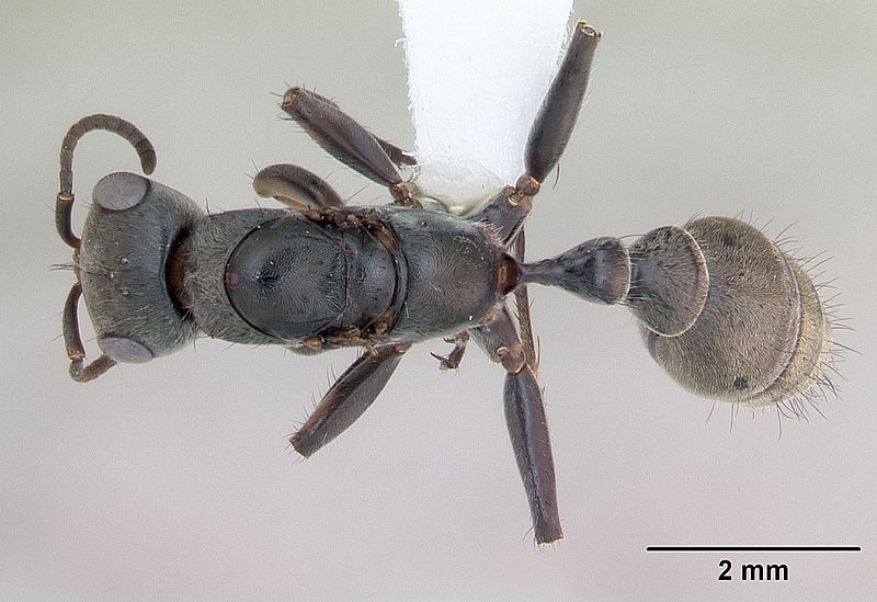 File:Pseudomyrmex gracilis casent0173762 dorsal 1.jpg