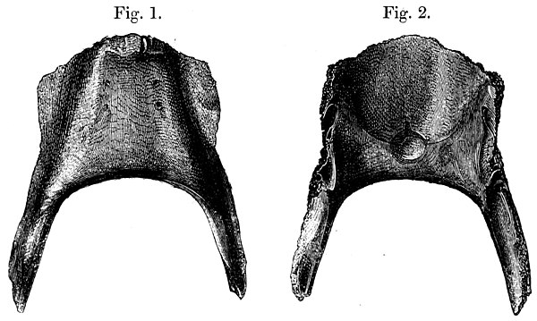 Lithograph of the now lost subfossil holotype mandible, 1866