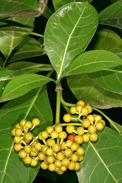 File:Psychotria capensis subsp. capensis 0356.jpg