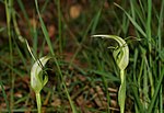 Thumbnail for Pterostylis lustra