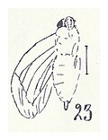 Vignette pour Ptyelus spumiferus