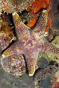 Grey starfish Callopatiria formosa