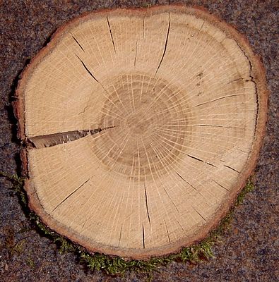 Сердцевина дерева. Пороки древесины отлуп. Заболонь древесины это. Заболонь древесины это дуб. Пороки древесины Отщеп.