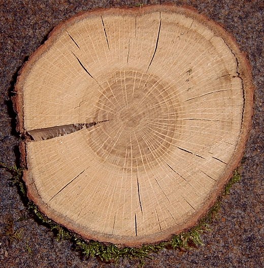 Silicium Beneden afronden Gemiddeld Eiken (hout) - Wikiwand