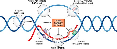 Schematic representation of factors promoting R-loop formation and stabilization R-loop promoting factors.jpg