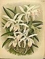 Cattleya intermedia (as syn. Laelia lindleyana) Plate 526 in: R.Warner - B.S.Williams: The Orchid Album (1882-1897)