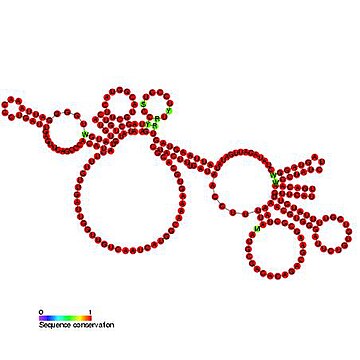 Bacteriophage pRNA