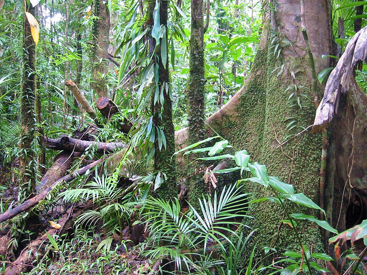 Tropics of Queensland Wikipedia