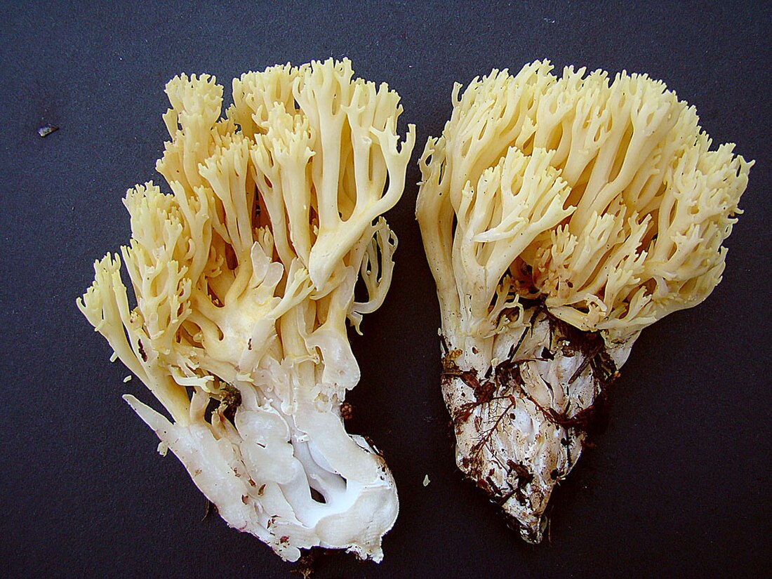 Ramaria cystidiophora