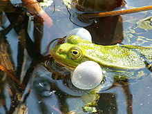 Fig. 3 Grenouille de Lessona mâle, en train de chanter. Les sacs vocaux sont d'un blanc pur