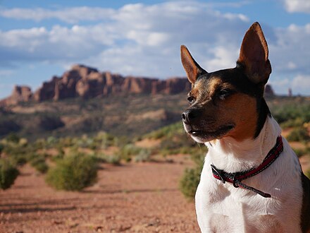 are rat terriers friendly