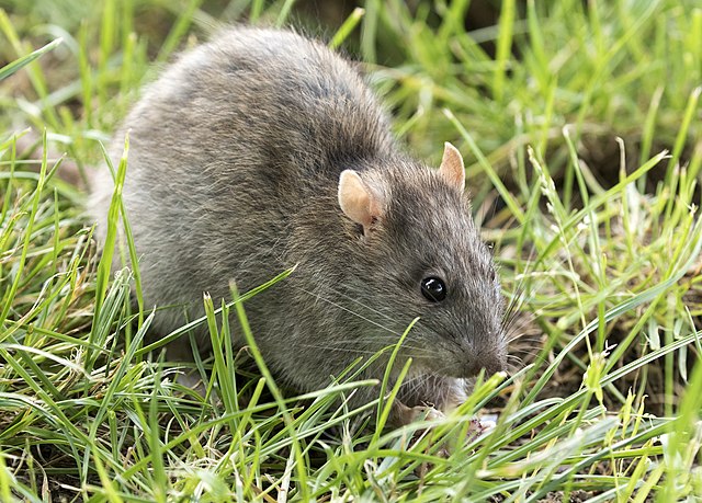 Brown rat - Wikipedia