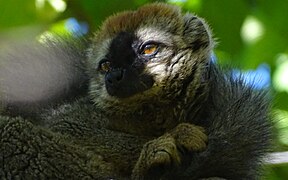 Red-fronted brown lemur at Isalo National Park