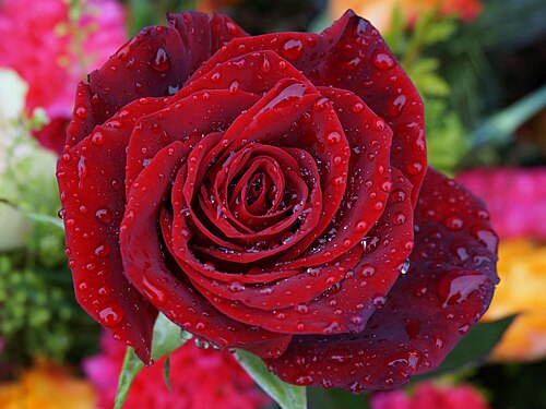 Rose flower after rain