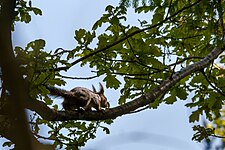 Red squirrel in an oak by Myrstigen trail