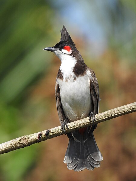 File:Red whiskerd bulbul (Pycnonotus jocosus) 8.jpg