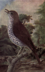 Thumbnail for File:Reed-wood-thrush2.png