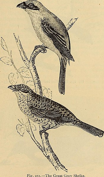 File:Reptiles and birds. A popular account of the various orders; with a description of the habits and economy of the most interesting. (1873) (14746567781).jpg