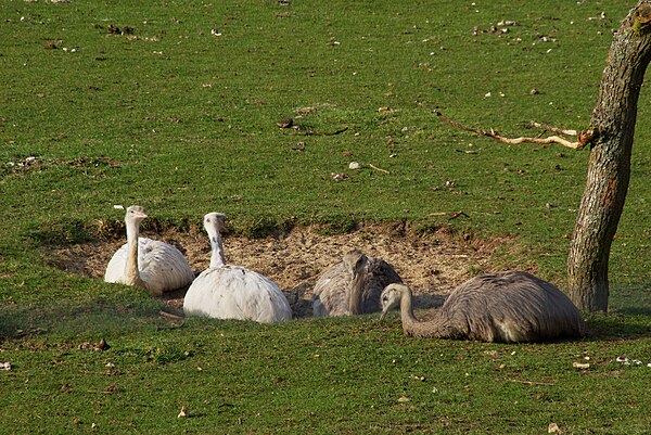 Greater rheas (Rhea americana) dustbathing at Marwell Zoo: The two individuals on the left are leucistic.