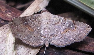 <i>Rhesala moestalis</i> Species of moth